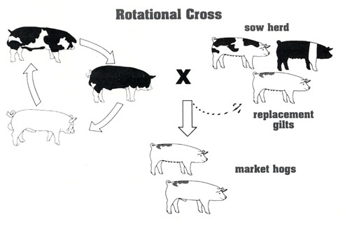 Система разведения свиней на мясо, когда хряки 3 разных пород покрывают стадо свиней по-очереди: один раз используют одного производителя, затеи другого, третьего.