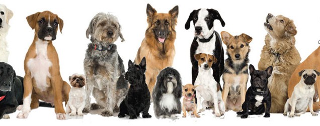 Популяционная генетика чистокровных собак Purebred-dog-636x251