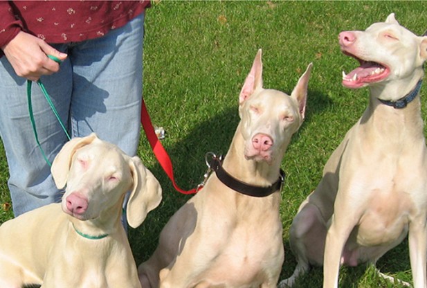 Генетика собак Albino-dobermans