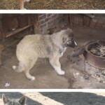 Сложные отношения волков и кавказских овчарок
