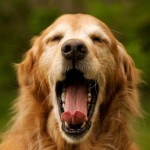 Зачем собаки зевают?