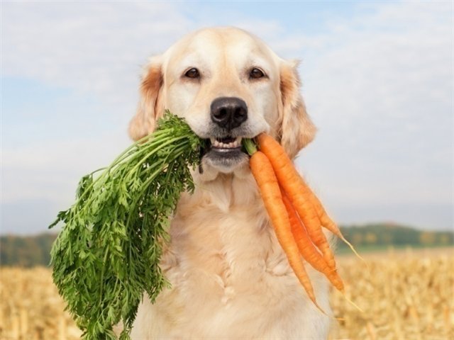 собака и овощи