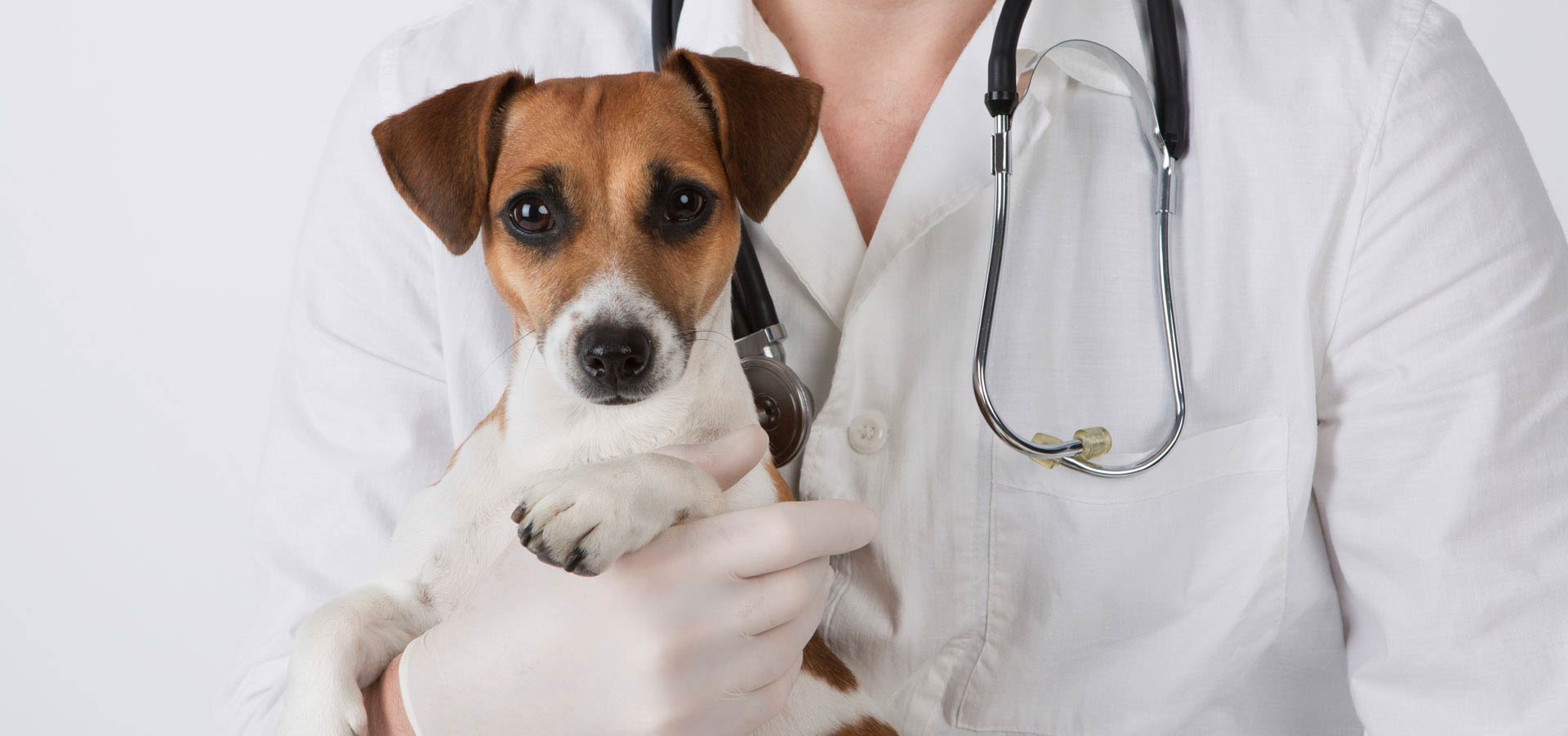 Мнение специалистов относительно стерилизации собак