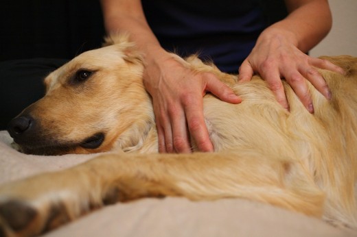 массаж собаке