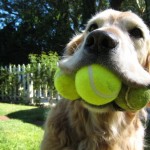 Теннисные мячи опасны для собачьих зубов