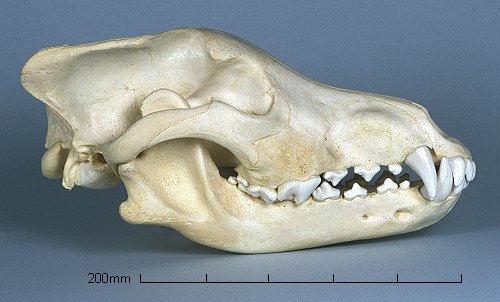 череп волка