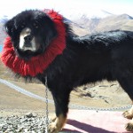 Тибетские мастифы имеют гены адаптации к горам
