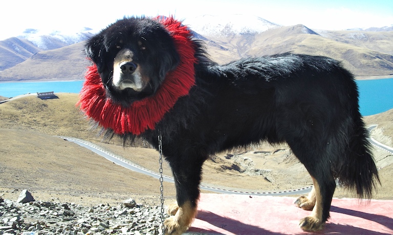 Tibetan_mastiff