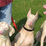 У собак нашли ген альбинизма, схожий с человеческим