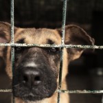 Гостевой пост. Софья Баскина: Приюты для собак должны исчезнуть... за ненадобностью