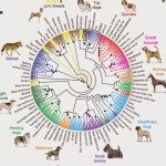 История пород собак: прошлое, генетика и будущее