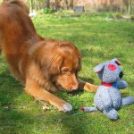 Исследования показали, что собаки предпочитают новые игрушки, но вы можете сделать старые игрушки новыми