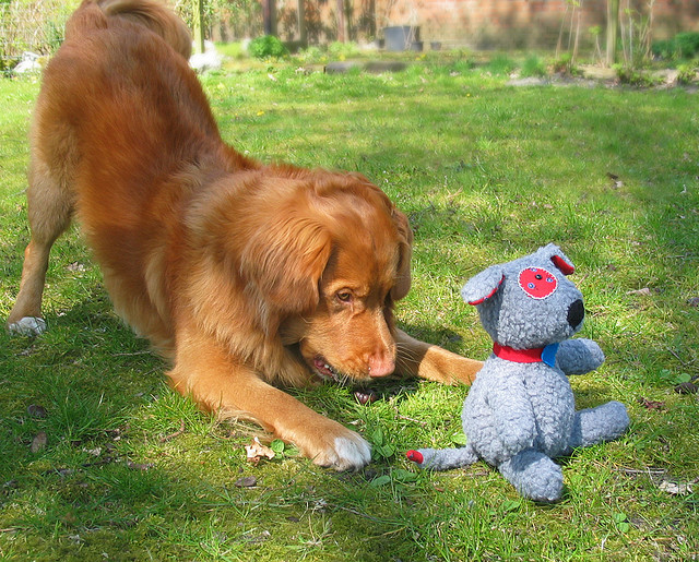 собака и игрушка