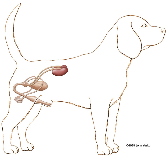 мочеполовая система собаки