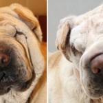 Импланты и подтяжка кожи - пластическая хирургия для собак