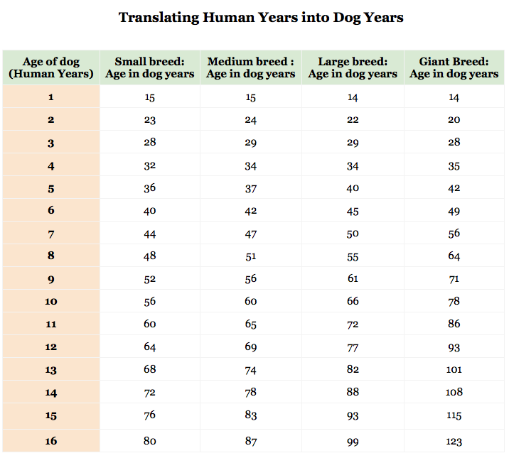 соотношение возраста собак и людей