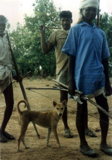 Индог - примитивная аборигенная собака Индии.