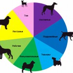 Как победить наследственные заболевания у породистых собак?