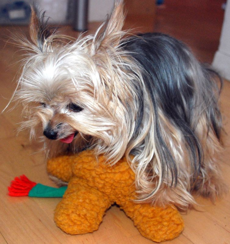 собака садка на игрушку