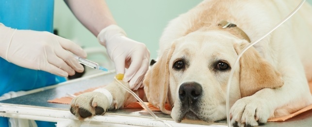 химиотерапия у собак
