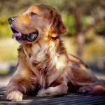 Питание собак и онкология: можем ли мы профилактировать рак?
