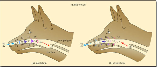 терморегуляция собаки рот закрыт
