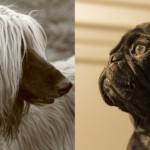 Могут ли собаки узнавать друг друга «в лицо»?