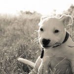 Генетика или среда: как они влияют на поведение собак, и что мы можем сделать?
