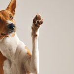 Новые исследования предпочтения лап у собак
