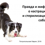 Презентация "Правда и мифы о кастрации и стерилизации собак"