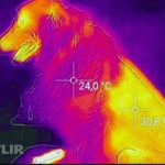 Стричь или не стричь: что мы знаем о свойствах шерсти и терморегуляции у собак