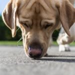 Когда нос не знает: как здоровье, условия содержания, дрессировка и микробиота влияют на собачий нюх
