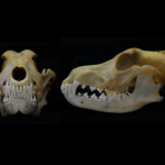 Челюсти смерти: как эволюционировали клыки хищников