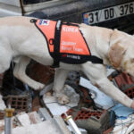 О гибели поисково-спасательных собак во время операций по ликвидации последствий чрезвычайных ситуаций