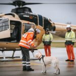 Поисково-спасательные собаки выполняют свою работу, несмотря на стресс от авиаперелета