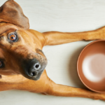 Беззерновые диеты для собак: за и против